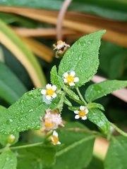 Galinsoga quadriradiata