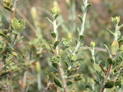 Pegolettia