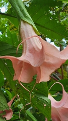 Brugmansia suaveolens