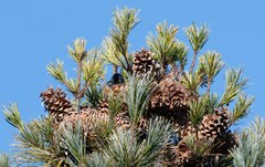 Pinus koraiensis