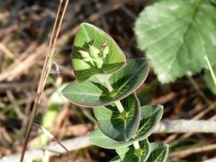 Hypericum connatum