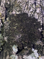 Frullania dilatata