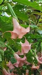 Brugmansia suaveolens