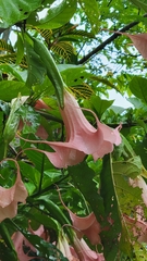 Brugmansia suaveolens