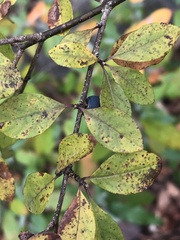 Forestiera ligustrina