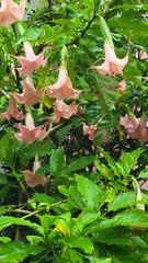 Brugmansia suaveolens