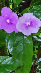 Brunfelsia grandiflora