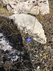 Gentianeae