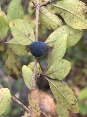 Forestiera ligustrina