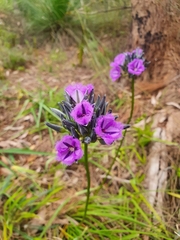 Thysanotus multiflorus
