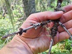 Tuckermanopsis orbata