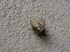 Pinthaeus sanguinipes