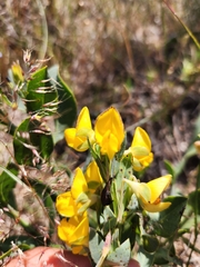 Rafnia elliptica