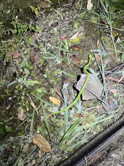 Trimeresurus stejnegeri