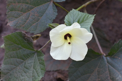 Abelmoschus moschatus