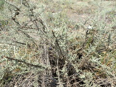 Caroxylon tuberculatum