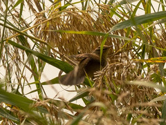 Acrocephalus bistrigiceps