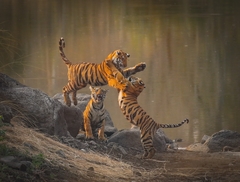 Panthera tigris tigris