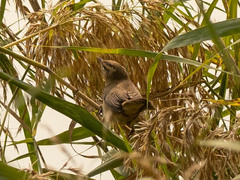 Acrocephalus bistrigiceps