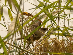 Acrocephalus bistrigiceps