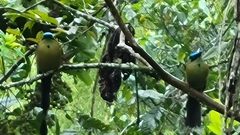 Momotus aequatorialis