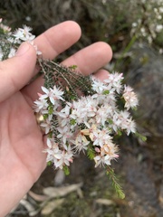 Calytrix alpestris