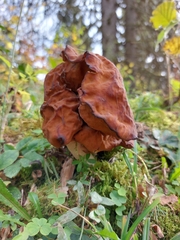 Gyromitra