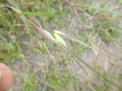 Themeda