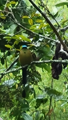 Momotus aequatorialis