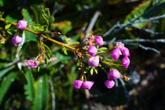 Boronia