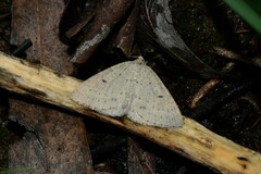 Taxeotis reserata