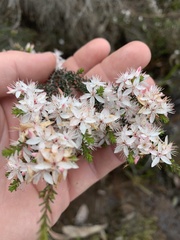 Calytrix alpestris