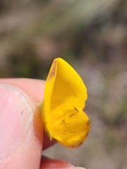 Rafnia elliptica