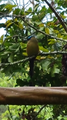 Momotus aequatorialis