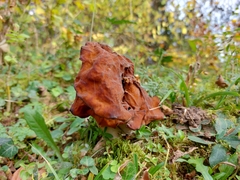 Gyromitra