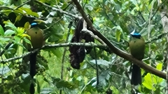 Momotus aequatorialis