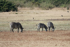 Equus quagga crawshayi