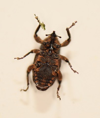 Methidrysis afflicta