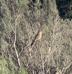Cercotrichas coryphoeus
