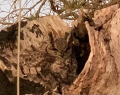 Bubo africanus africanus