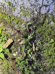 Trimeresurus stejnegeri