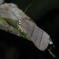 Asta quadrilinea