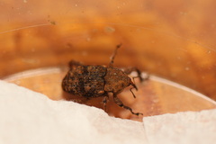 Methidrysis afflicta