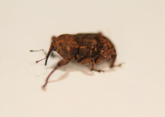 Methidrysis afflicta