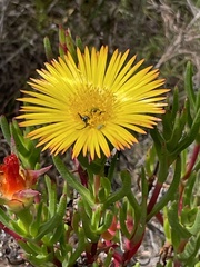 Lampranthus bicolor