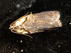 Cryptoptila immersana