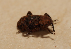 Methidrysis afflicta