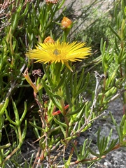 Lampranthus bicolor