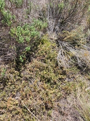 Leucospermum prostratum