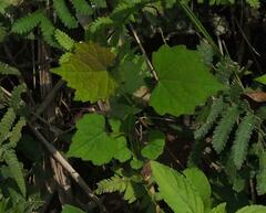 Ampelopsis glandulosa hancei